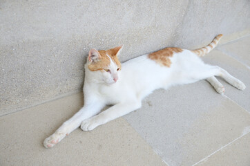 Cat lying on a stone floor