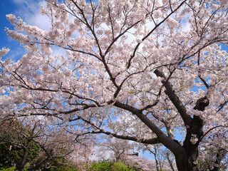 桜と青空