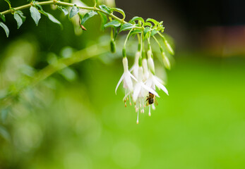 Fototapeta na wymiar honey bee suckling from white Fuchsia flowers in focus with green background. 