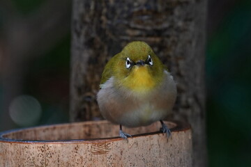 white eye in the forest