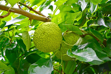 żółtnica pomarańczowa, owoc egzotyczny, Maclura pomifera, Osage orange, The fruits of maclura pomifera grow on a tree, horse apple, adam's apple
