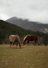 Obraz premium Horses grazing in the middle of nature