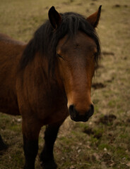Naklejka premium Horses grazing in the middle of nature