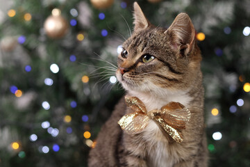 Little gray cat on the background of the Christmas tree. Portrait of a Cat . Cute little kitten with big eyes close up. Christmas card. New Year. Holiday concept. Tabby. Holiday lights. Decorations