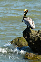 Brown Pelican (Pelecanus occidentalis) sitting on a rock near Panama City, feathers on its head colored yellow