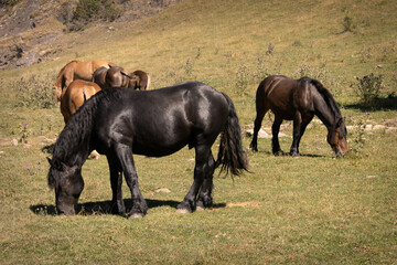 six brown and black horses eating green grass in Catalonia, Spain, Europe