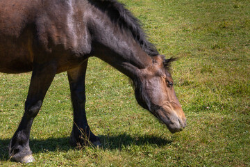 Naklejka na ściany i meble one brown and black horse eating green grass in Catalonia, Spain, Europe