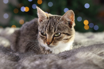 Beautiful little gray cat lies and rests on the background of the Christmas tree. Christmas concept. Cute cat on a background of colorful bokeh. Pets. Animal care. Holidays 