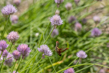 Snowberry Clearwing moth nectaring on chives