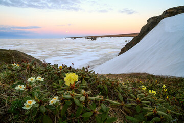 Beautiful arctic landscape. Flowers among the snow on the seaside. It is light at night in the Arctic in June. There is a full moon in the sky. Northern nature of the polar region. Chukotka, Russia.