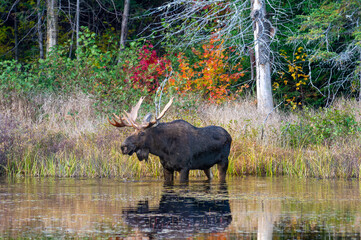 A bull moose with big antlers searching for lily pads in a pond in Autumn. Shot in Algonquin Park, Ontario, Canada.