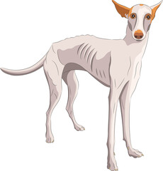 Large hunting dog Whippet breed isolated on white background.