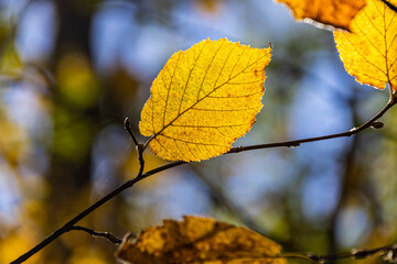 Detail of autumn leaves in their fall colors with a heavily bokeh background and sunlight and shadows.