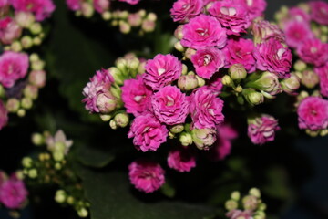 Fototapeta premium pink flowers