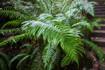 Fototapeta na wymiar fern in the forest - Vancouver BC Canada