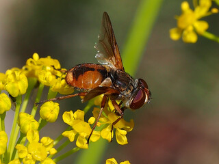 Tachinid Fly (Ectophasia leucoptera)