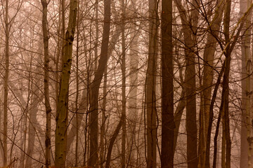Dark, mysterious,  and foggy forest in late fall. Fantasy forest.