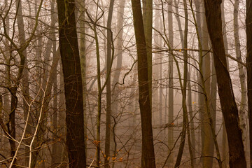 Dark, mysterious,  and foggy forest in late fall. Fantasy forest.