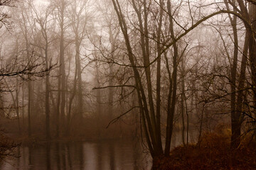 Dark, mysterious,  and foggy forest in late fall. Fantasy forest.