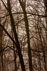 Dark, mysterious,  and foggy forest in late fall. Fantasy forest.