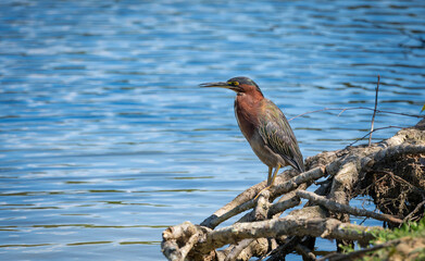 Green Heron sitting on branch at Garden Lake in Rome Georgia.