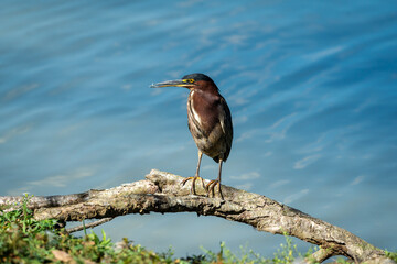 Green Heron sitting on branch at Garden Lake in Rome Georgia.