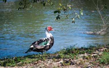 Muscovy Duck at Garden Lake in Rome Georgia.