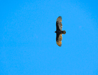 Turkey Vultures soaring overhead at Carters Lake Georgia.