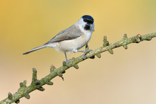 Sumpfmeise Parus Palustris