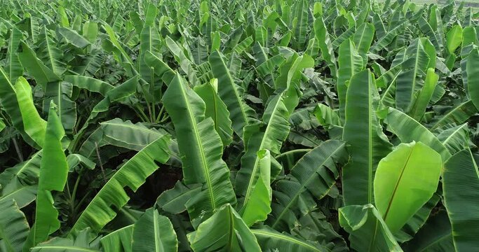 Aerial footage of banana trees growing at field