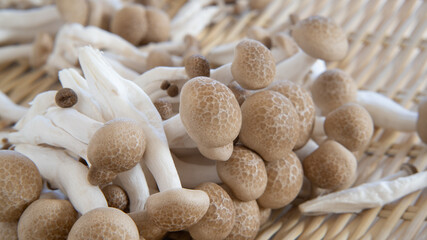 日本のしめじ”Japanese Shimeji mushroom”