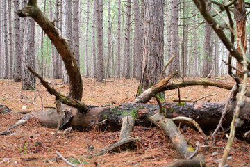 tree trunk