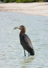 A Reddish Egret on the shoreline looking for fish.
