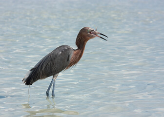 A Reddish Egret on the shoreline looking for fish.