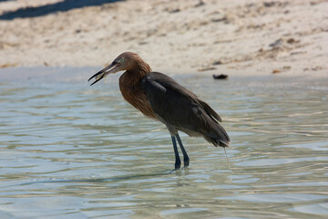 A Reddish Egret on the shoreline looking for fish.