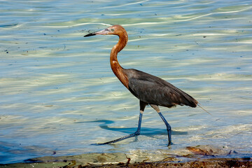 A Reddish Egret on the shoreline looking for fish.
