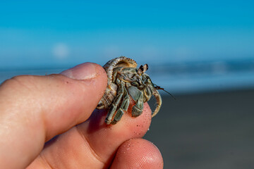 Beach, Manabi, Ecuador, hermit crab