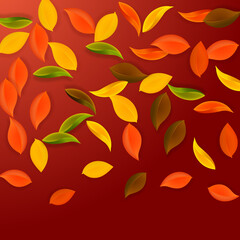 Obraz premium Falling autumn leaves. Red, yellow, green, brown n