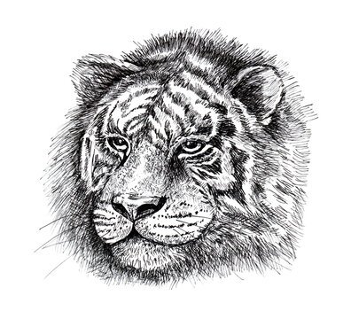 Tiger head drawing