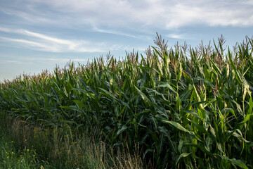 corn field