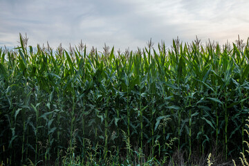 corn field
