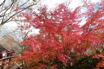 Japanese Autumn Leaves