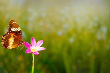 A brown butterfly flies over a rain lily flower, greenery background and bright sunshine, copy space