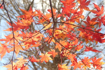 Japanese Autumn Leaves