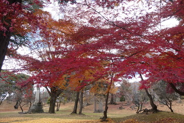 Naklejka premium Japanese Autumn Leaves