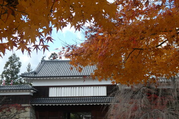 Japanese Autumn Leaves