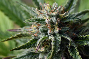 Cannabiskunst
