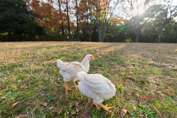 秋の公園で元気で散歩している鶏の姿