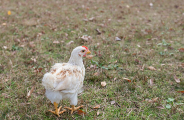 秋の公園で元気で散歩している鶏の姿