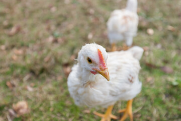 秋の公園で元気で散歩している鶏の姿